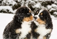 Berner Sennenhond Dogs Ras: Karakter, Levensduur & Prijs | Puppyplaats