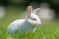 Polish Rabbits Breed - Information, Temperament, Size & Price | Pets4Homes