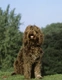 Barbet Dogs Ras: Karakter, Levensduur & Prijs | Puppyplaats