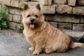 Norwich Terrier Dogs Breed - Information, Temperament, Size & Price | Pets4Homes