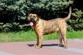 Presa Canario Dogs Breed - Information, Temperament, Size & Price | Pets4Homes