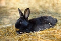 Havana Rabbits Breed - Information, Temperament, Size & Price | Pets4Homes