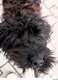 Barbet Dogs Ras: Karakter, Levensduur & Prijs | Puppyplaats