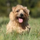 Norfolk Terrier Dogs Breed - Information, Temperament, Size & Price | Pets4Homes