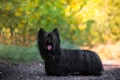 Skye Terrier Dogs Breed - Information, Temperament, Size & Price | Pets4Homes