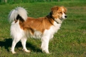 Kromfohrlander Dogs Breed - Information, Temperament, Size & Price | Pets4Homes