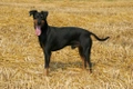 Manchester Terrier Dogs Breed - Information, Temperament, Size & Price | Pets4Homes