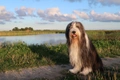 Bearded Collie Dogs Raza - Características, Fotos & Precio | MundoAnimalia