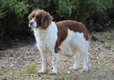 Engelse Springer Spaniel Dogs Ras: Karakter, Levensduur & Prijs | Puppyplaats