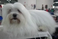 Coton De Tulear Dogs Breed - Information, Temperament, Size & Price | Pets4Homes