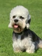 Dandie Dinmont Terrier Dogs Breed - Information, Temperament, Size & Price | Pets4Homes