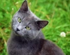 Chartreux Cats Breed - Information, Temperament, Size & Price | Pets4Homes