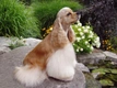 Amerikaanse Cocker Spaniel Dogs Ras: Karakter, Levensduur & Prijs | Puppyplaats