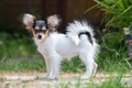 Papillon Dogs Breed - Information, Temperament, Size & Price | Pets4Homes