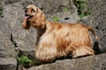 Amerikaanse Cocker Spaniel Dogs Ras: Karakter, Levensduur & Prijs | Puppyplaats