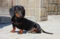 Miniature Dachshund Dogs Breed - Information, Temperament, Size & Price | Pets4Homes