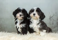 Havanezer Dogs Ras: Karakter, Levensduur & Prijs | Puppyplaats