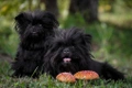 Affenpinscher Dogs Raza - Características, Fotos & Precio | MundoAnimalia