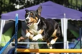 Entlebucher Sennenhond Dogs Ras: Karakter, Levensduur & Prijs | Puppyplaats