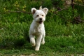 Hungarian Pumi Dogs Breed - Information, Temperament, Size & Price | Pets4Homes