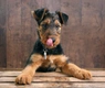 Airedale Terrier Dogs Breed - Information, Temperament, Size & Price | Pets4Homes