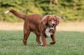 Nova Scotia Duck Tolling Retriever Dogs Breed - Information, Temperament, Size & Price | Pets4Homes