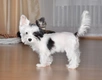 Biewer Terrier Dogs Breed - Information, Temperament, Size & Price | Pets4Homes