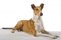 Smooth Collie Dogs Breed - Information, Temperament, Size & Price | Pets4Homes