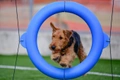 Airedale Terrier Dogs Breed - Information, Temperament, Size & Price | Pets4Homes