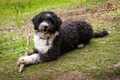 Spanish Water Dog Dogs Breed - Information, Temperament, Size & Price | Pets4Homes