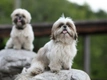 Shih Tzu Dogs Ras: Karakter, Levensduur & Prijs | Puppyplaats