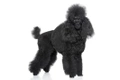 Miniature Poodle Dogs Breed - Information, Temperament, Size & Price | Pets4Homes