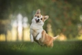 Welsh Corgi Pembroke Dogs Breed - Information, Temperament, Size & Price | Pets4Homes