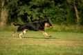 Duitse Herder Dogs Ras: Karakter, Levensduur & Prijs | Puppyplaats