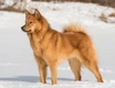 Finnish Spitz Dogs Breed - Information, Temperament, Size & Price | Pets4Homes