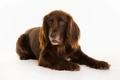 German Longhaired Pointer Dogs Breed - Information, Temperament, Size & Price | Pets4Homes