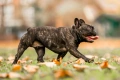 Franse Bulldog Dogs Ras: Karakter, Levensduur & Prijs | Puppyplaats