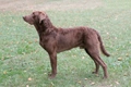 Chesapeake Bay Retriever Dogs Breed - Information, Temperament, Size & Price | Pets4Homes