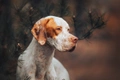 Pointer Dogs Ras: Karakter, Levensduur & Prijs | Puppyplaats