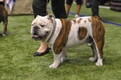 Engelse Bulldog Dogs Ras: Karakter, Levensduur & Prijs | Puppyplaats