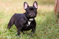 Franse Bulldog Dogs Ras: Karakter, Levensduur & Prijs | Puppyplaats