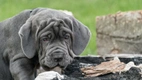 Neapolitan Mastiff Dogs Breed - Information, Temperament, Size & Price | Pets4Homes