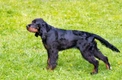 Gordon Setter Dogs Breed - Information, Temperament, Size & Price | Pets4Homes