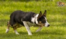 Welsh Collie Dogs Breed - Information, Temperament, Size & Price | Pets4Homes