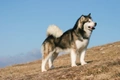 Alaskan Malamute Dogs Breed - Information, Temperament, Size & Price | Pets4Homes