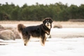 Tibetan Mastiff Dogs Breed - Information, Temperament, Size & Price | Pets4Homes