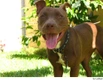 Pitbull Terriër Dogs Ras: Karakter, Levensduur & Prijs | Puppyplaats