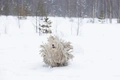 Komondor Dogs Breed - Information, Temperament, Size & Price | Pets4Homes