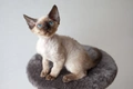 Devon Rex Cats Breed - Information, Temperament, Size & Price | Pets4Homes