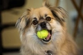 Tibetan Spaniel Dogs Breed - Information, Temperament, Size & Price | Pets4Homes